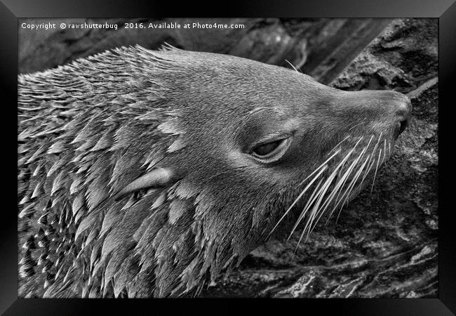 Close-Up Fur Seal Mono         Framed Print by rawshutterbug 