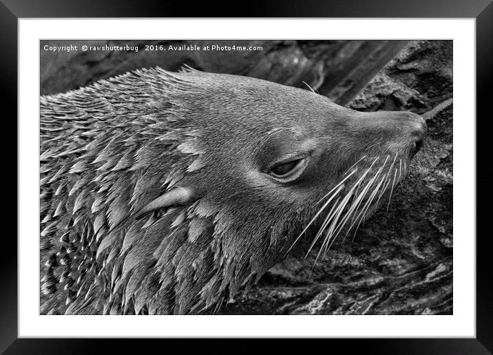 Close-Up Fur Seal Mono         Framed Mounted Print by rawshutterbug 