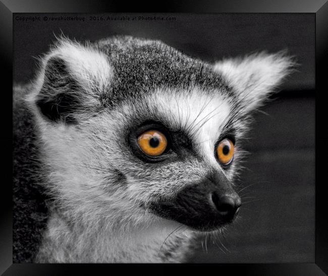 Ring-Tailed Lemur Framed Print by rawshutterbug 