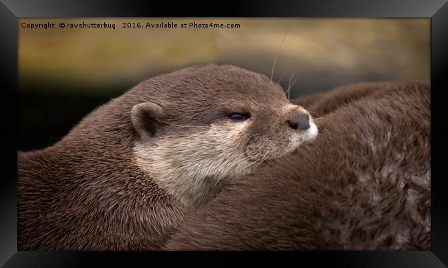 The Loving Huddle of Oriental Small Clawed Otters Framed Print by rawshutterbug 