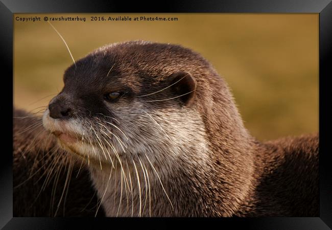 Oriental-Small-Clawed-Otter Framed Print by rawshutterbug 