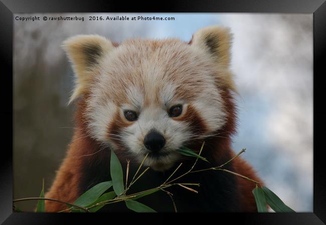 Beautiful Red Panda Framed Print by rawshutterbug 