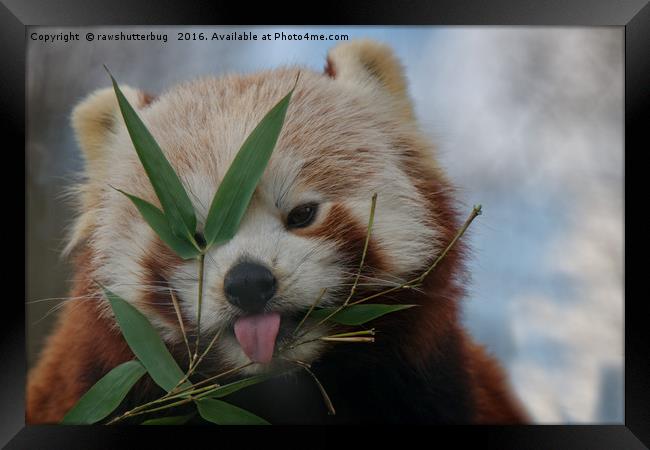 Cheeky Red Panda Framed Print by rawshutterbug 