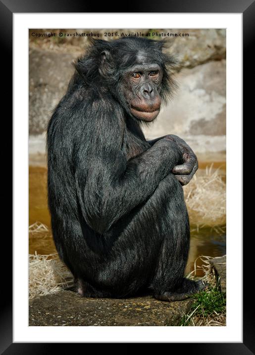 Bonobo Framed Mounted Print by rawshutterbug 