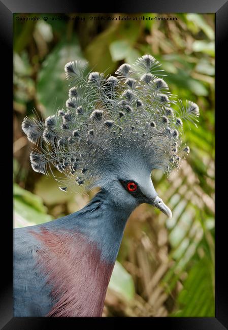 The Victoria Crowned Pigeon Framed Print by rawshutterbug 
