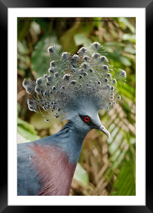 The Victoria Crowned Pigeon Framed Mounted Print by rawshutterbug 