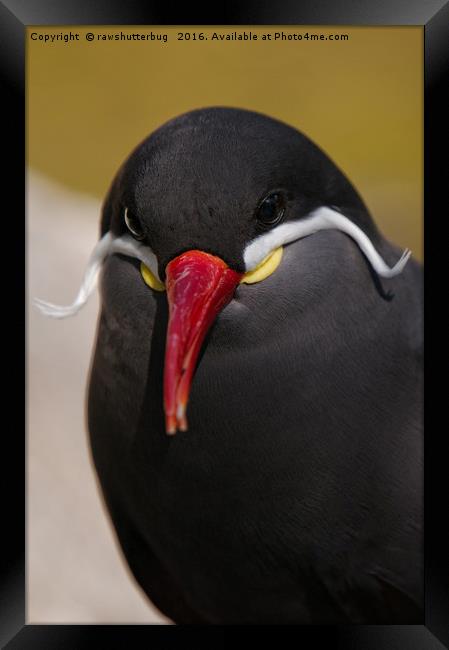 The Striking Inca Tern: A Moustachioed Beauty Framed Print by rawshutterbug 