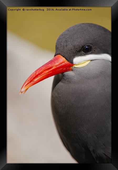 Inca Tern The Unique Sea Bird Framed Print by rawshutterbug 
