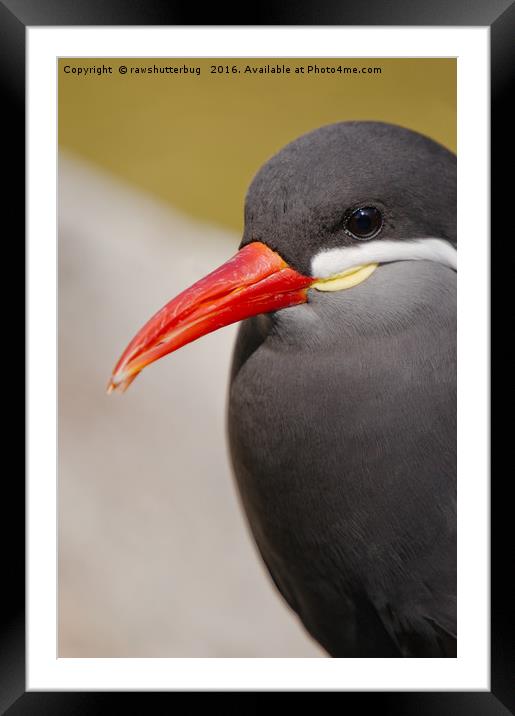 Inca Tern The Unique Sea Bird Framed Mounted Print by rawshutterbug 