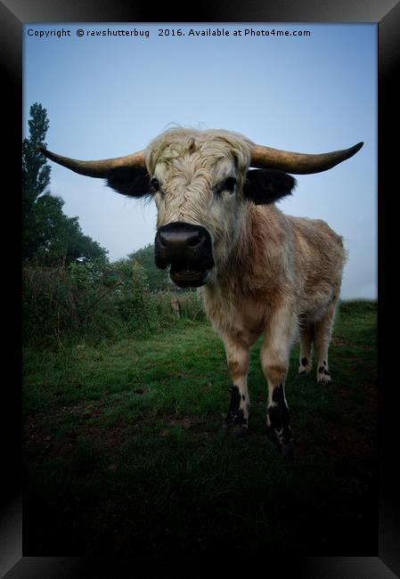 White Horned Cow Mix Breed Framed Print by rawshutterbug 