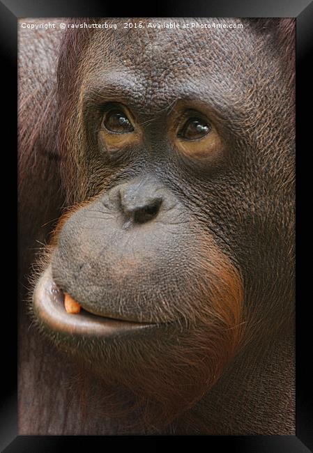 Orangutan Face Framed Print by rawshutterbug 