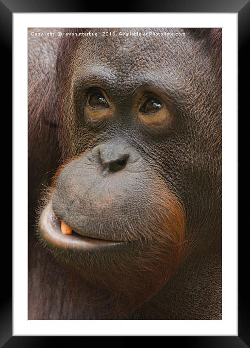 Orangutan Face Framed Mounted Print by rawshutterbug 