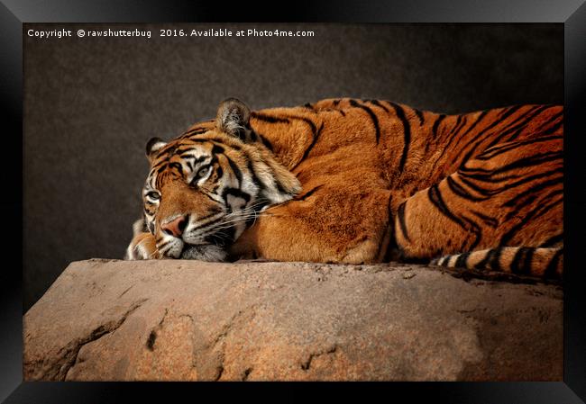 Resting Sumatran Tiger Framed Print by rawshutterbug 