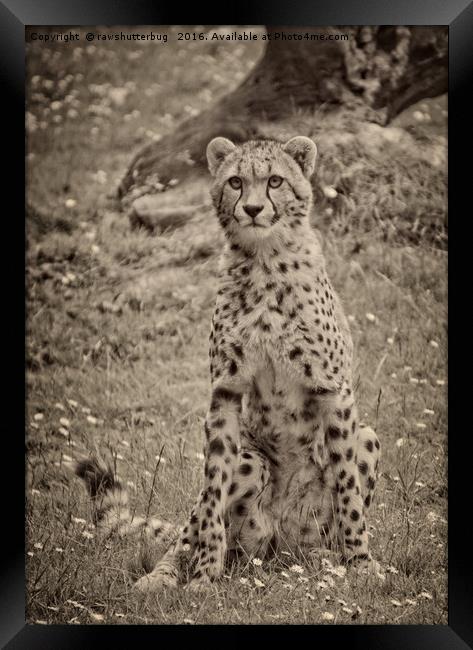 Sitting Cheetah Framed Print by rawshutterbug 