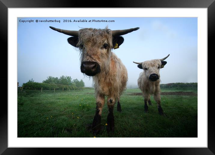 Young White High Park Cattle Framed Mounted Print by rawshutterbug 