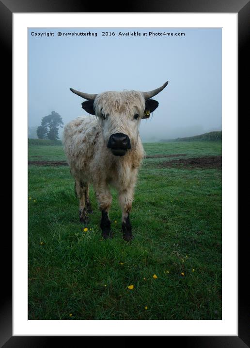 Young White High Park Cattle Mix Framed Mounted Print by rawshutterbug 