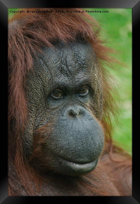 Female Orangutan Framed Print by rawshutterbug 
