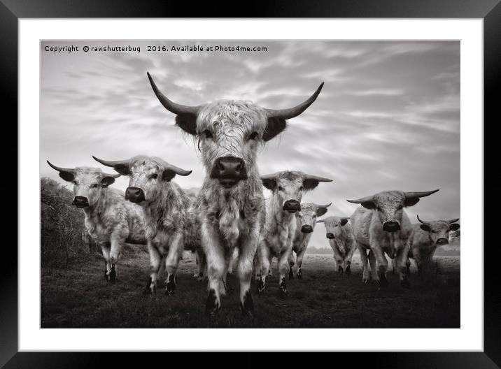 Highland Cattle Mixed Breed Mono Framed Mounted Print by rawshutterbug 