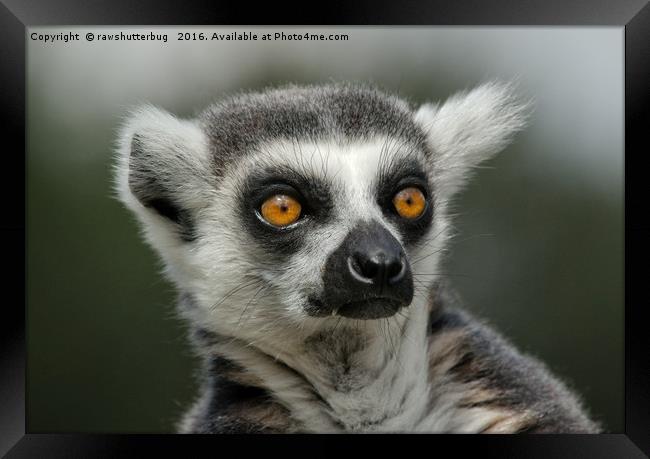 Ring-Tailed Lemur Stare Framed Print by rawshutterbug 