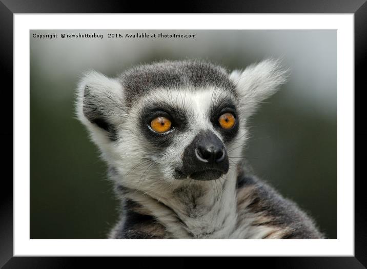 Ring-Tailed Lemur Stare Framed Mounted Print by rawshutterbug 