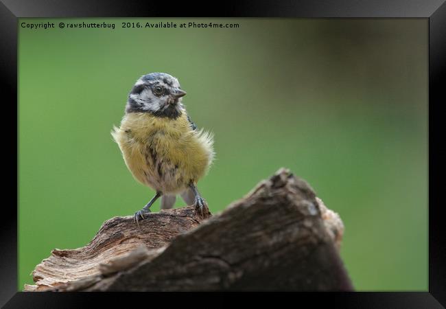 Scruffy Juvenile Blue Tit Framed Print by rawshutterbug 