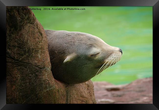 Sleepy Sea Lion Framed Print by rawshutterbug 