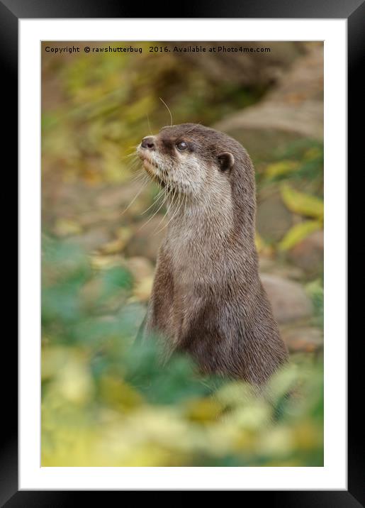 Otter Amongst Autumn Leaves Framed Mounted Print by rawshutterbug 