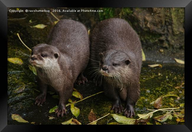 The Two Otters Framed Print by rawshutterbug 