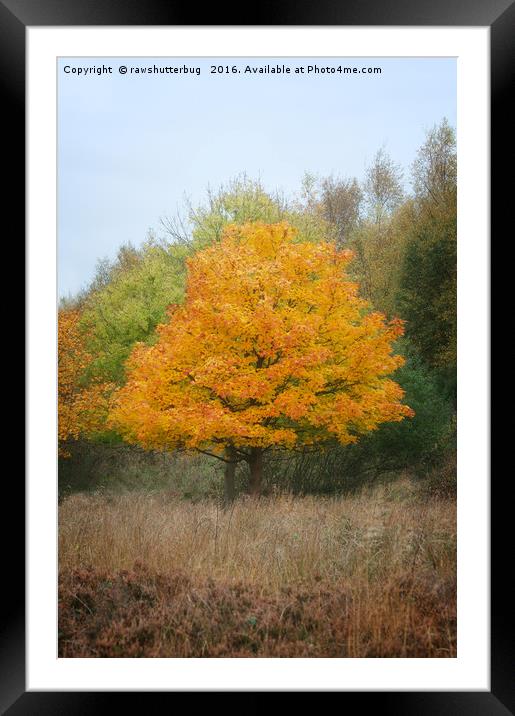 Chasewater Autumn Tree Framed Mounted Print by rawshutterbug 