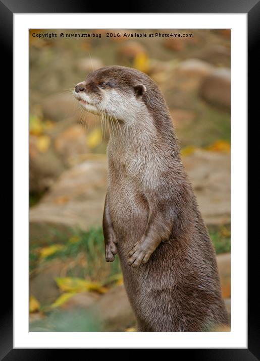 Otter Standing Tall Framed Mounted Print by rawshutterbug 