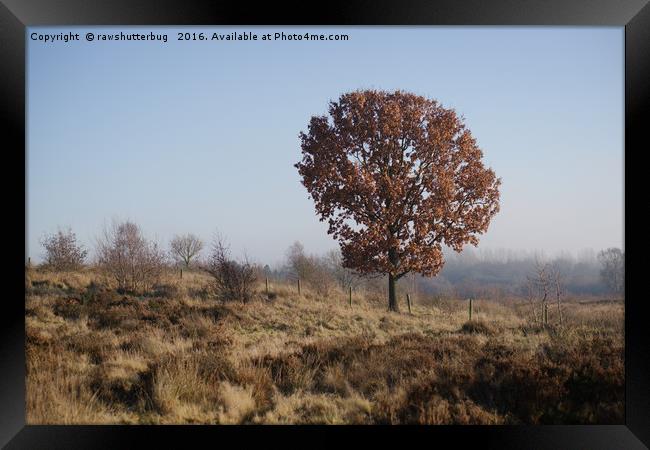 Single Tree On Chasewater Heath Framed Print by rawshutterbug 