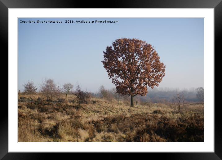 Single Tree On Chasewater Heath Framed Mounted Print by rawshutterbug 