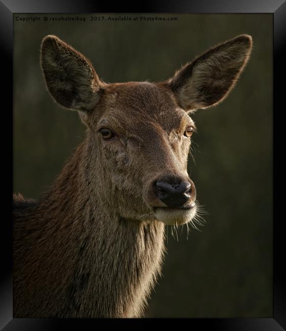 Portrait Of A Wild Red Deer Framed Print by rawshutterbug 