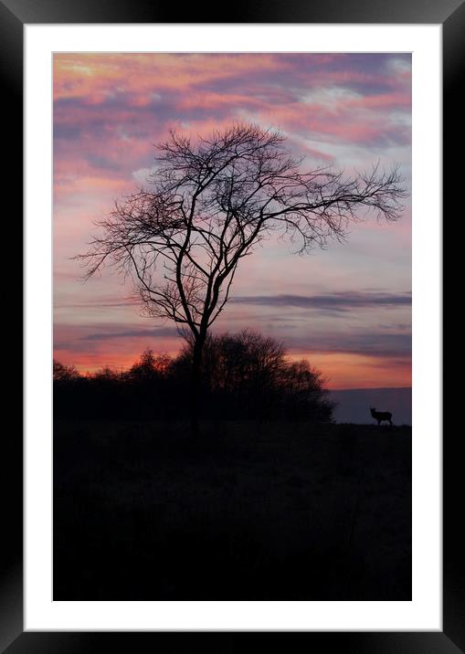 A Buck At Sunset Framed Mounted Print by rawshutterbug 