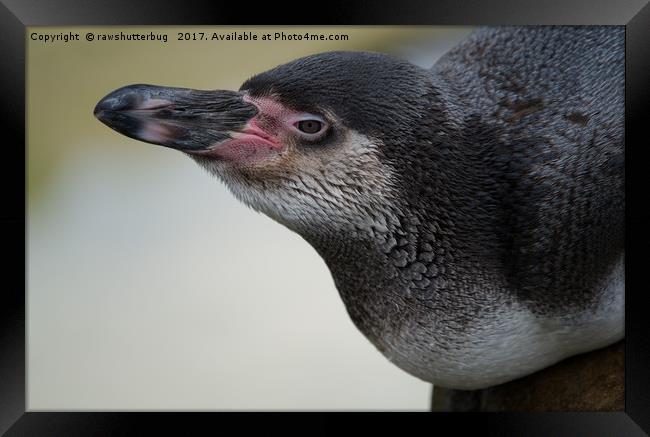Humboldt Penguin Framed Print by rawshutterbug 