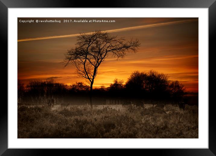 A Herd Of Red Deer At Sunset Framed Mounted Print by rawshutterbug 