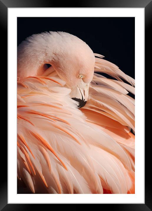 Portrait Of A Flamingo Framed Mounted Print by rawshutterbug 