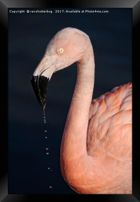 Flamingo After Emerging From The Water Framed Print by rawshutterbug 