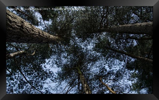 Pine Tree Treetops Framed Print by rawshutterbug 