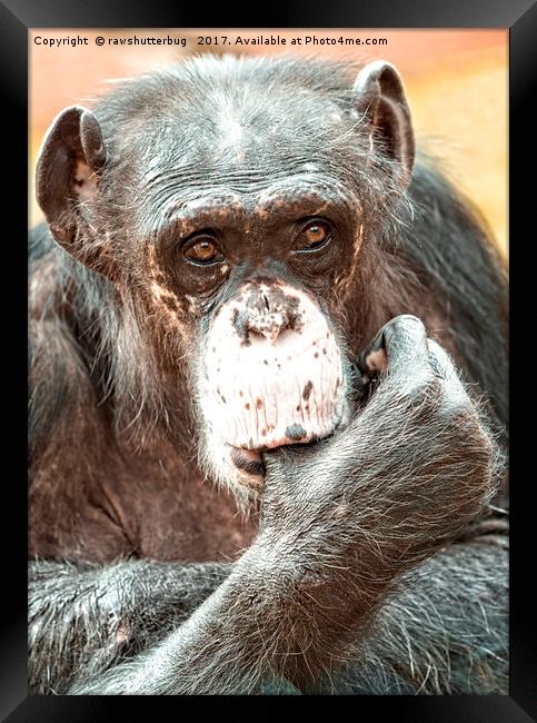 Thumb Sucking Chimpanzee Framed Print by rawshutterbug 