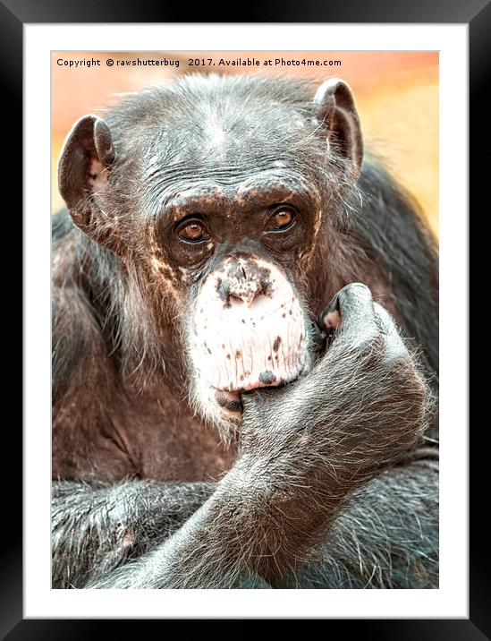 Thumb Sucking Chimpanzee Framed Mounted Print by rawshutterbug 