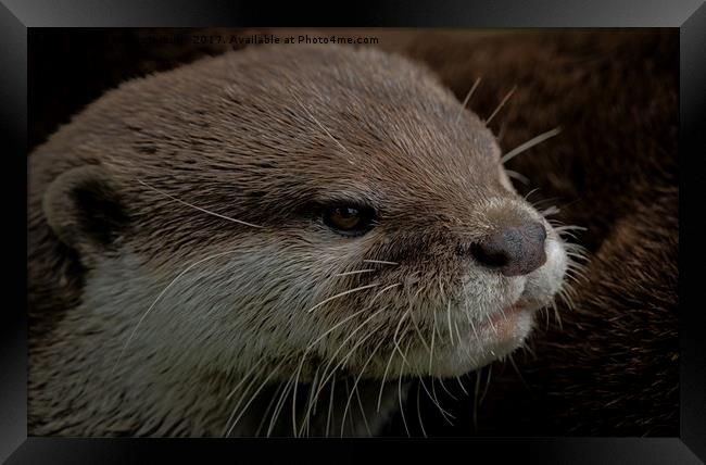 Otter Framed Print by rawshutterbug 