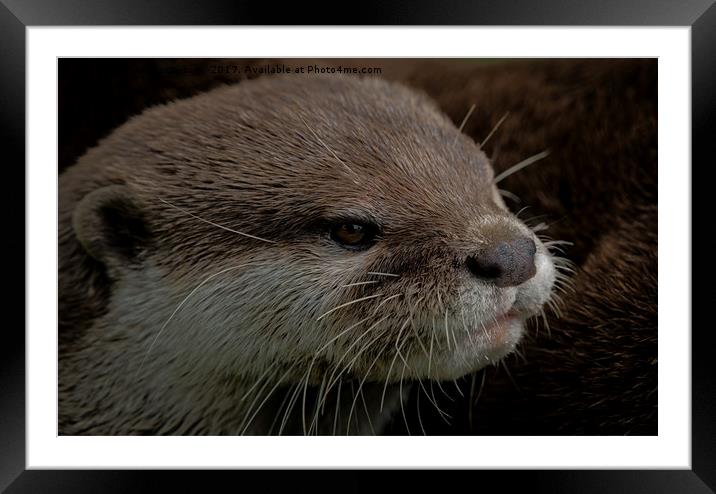 Otter Framed Mounted Print by rawshutterbug 