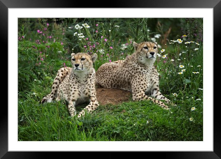 Resting Cheetahs Framed Mounted Print by rawshutterbug 