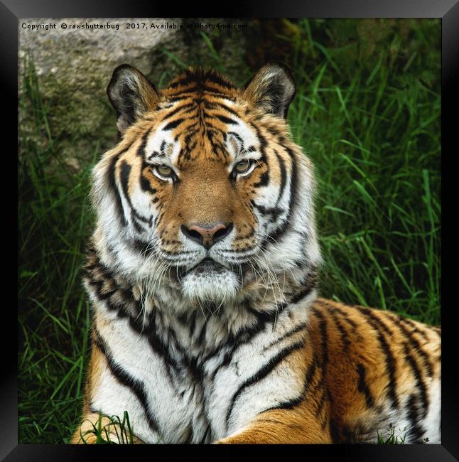 Majestic Tiger With A Fixed Stare Framed Print by rawshutterbug 