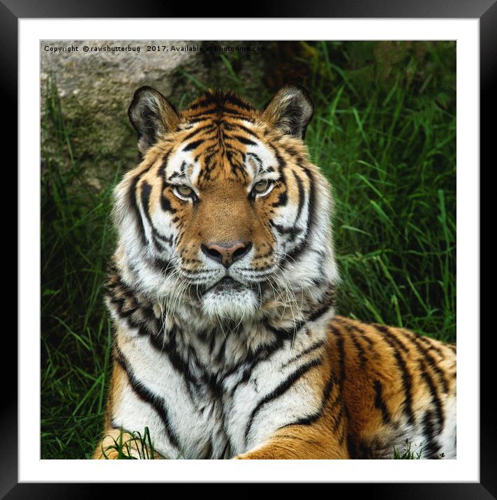 Majestic Tiger With A Fixed Stare Framed Mounted Print by rawshutterbug 