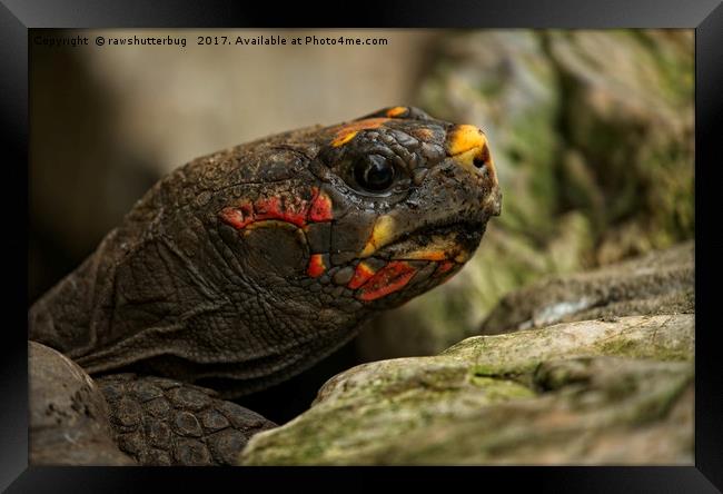 Red-Footed Tortoise Framed Print by rawshutterbug 