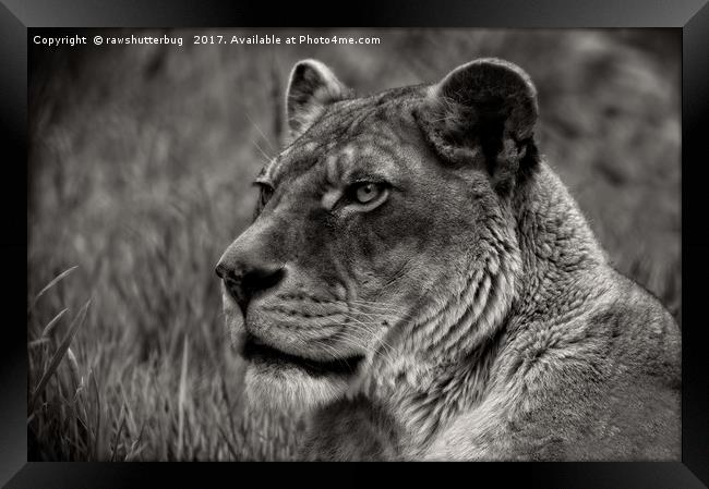 Lioness Portrait Framed Print by rawshutterbug 