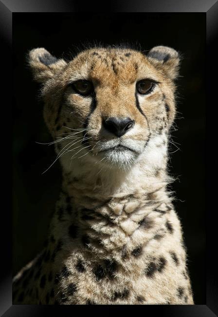 Cheetah Portrait Framed Print by rawshutterbug 