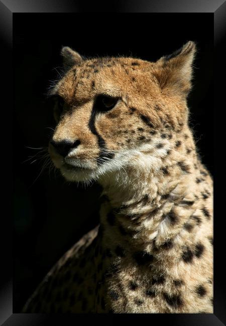 Cheetah Framed Print by rawshutterbug 